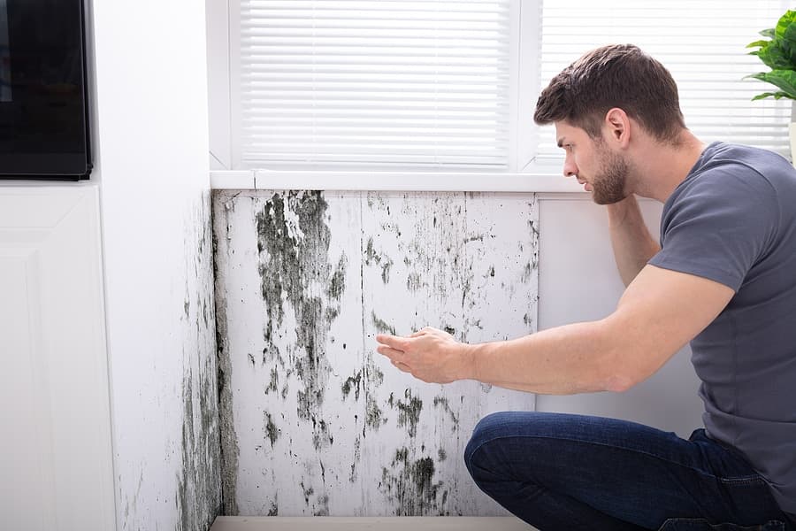 The Importance of Mold Inspections in Orange County, CA