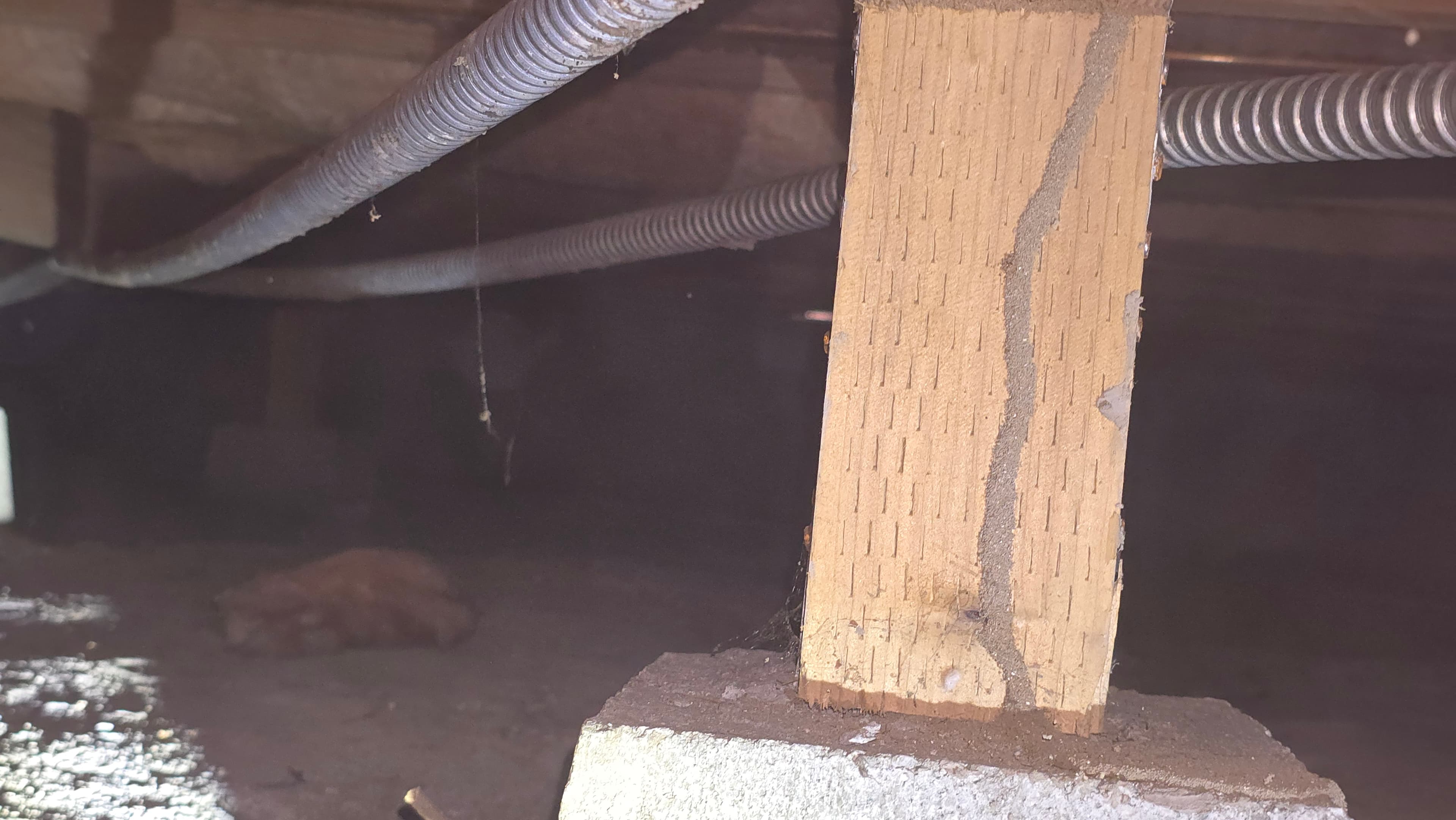 Crawlspace condition documented during a Trident home inspection