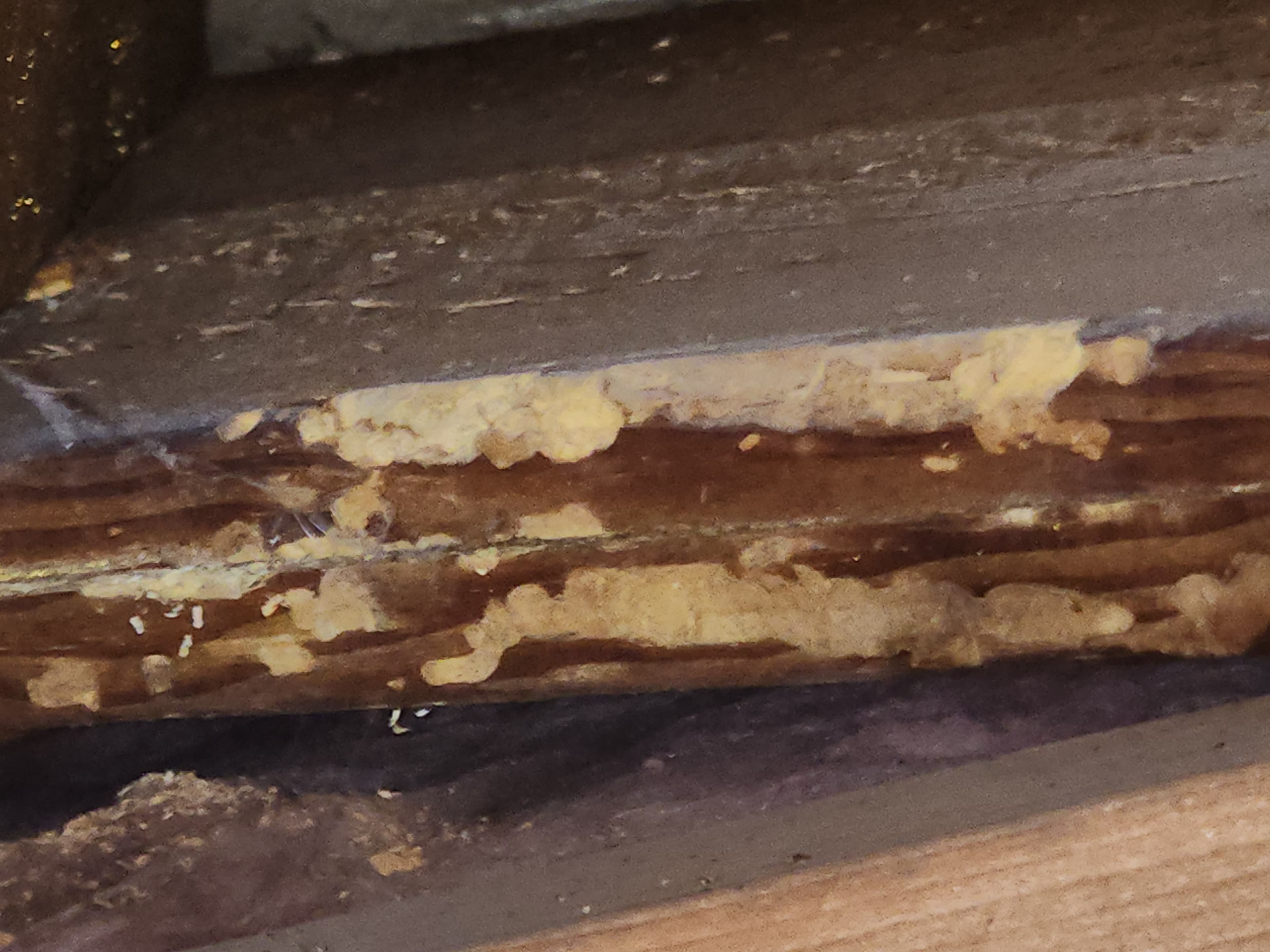 Termite damage in a baseboard documented during a Trident inspection