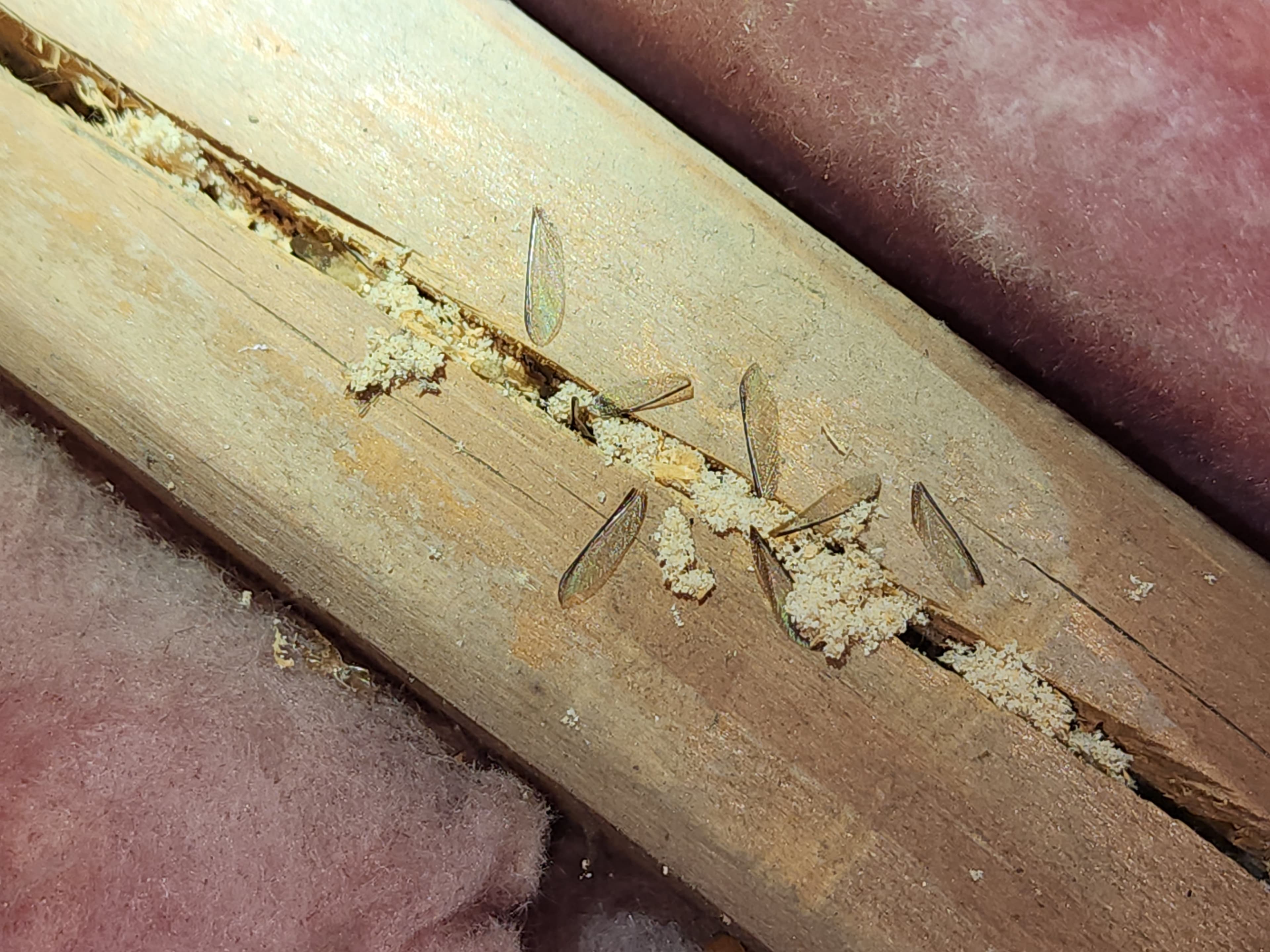 Termite damage in a baseboard documented during a Trident inspection