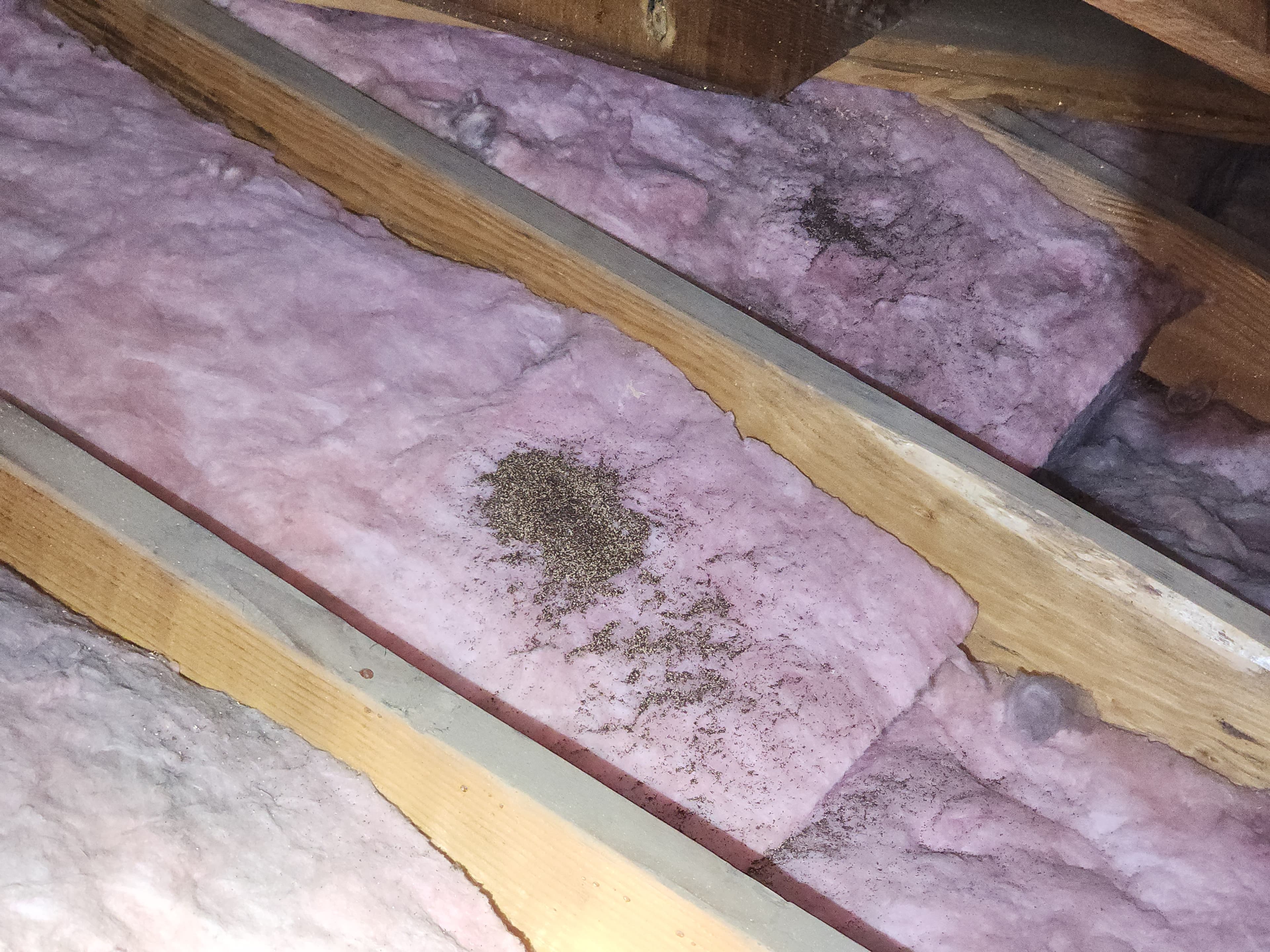 Termite damage in a baseboard documented during a Trident inspection