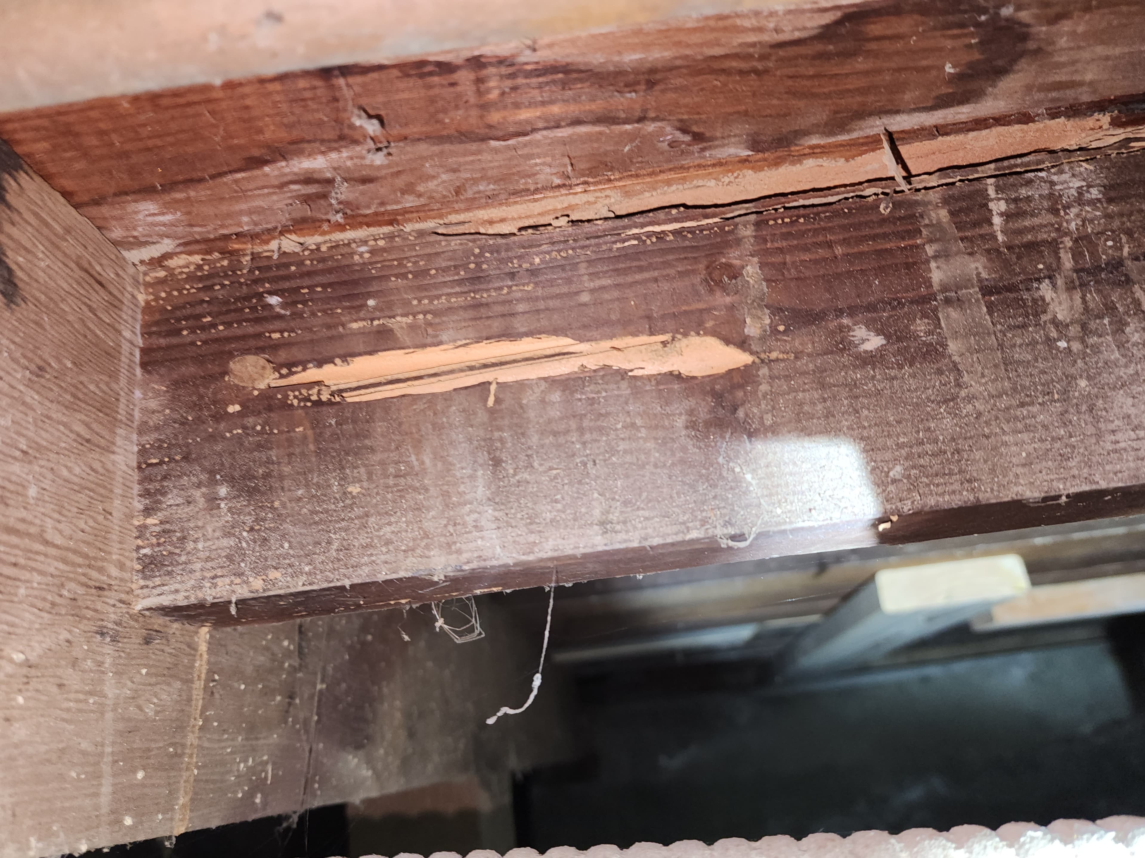 Termite damage in structural framing documented during a Trident inspection
