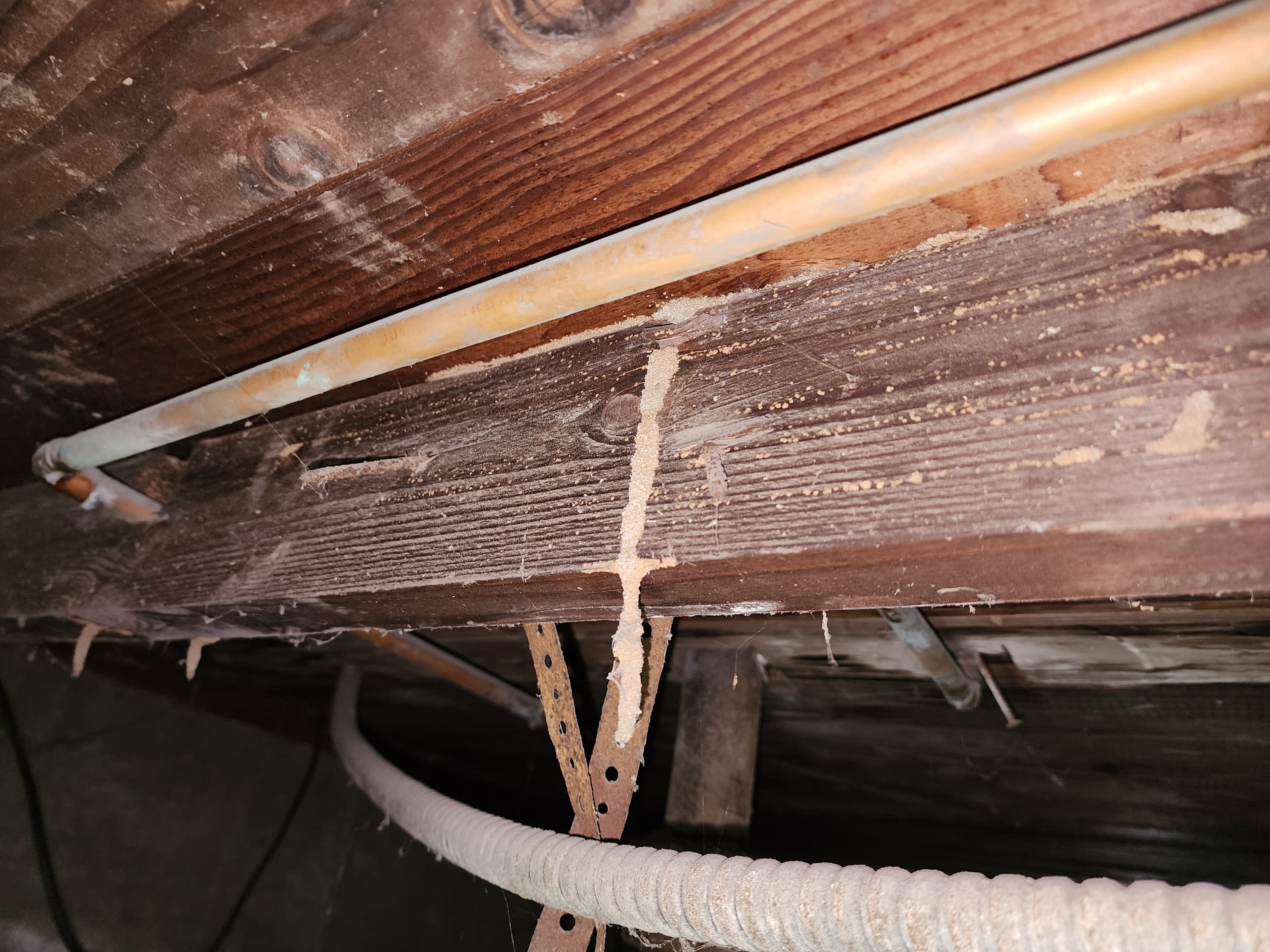Termite damage in structural framing documented during a Trident inspection