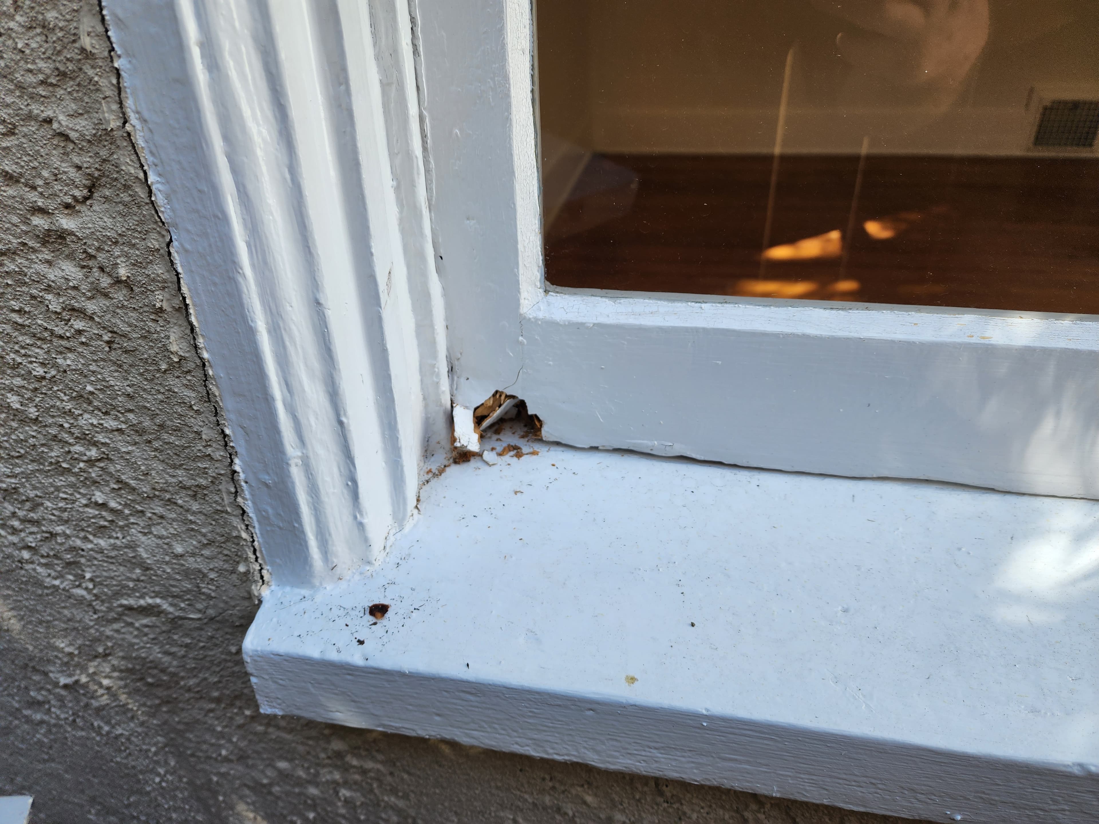Drywood termite damage in a window frame documented during a Trident inspection