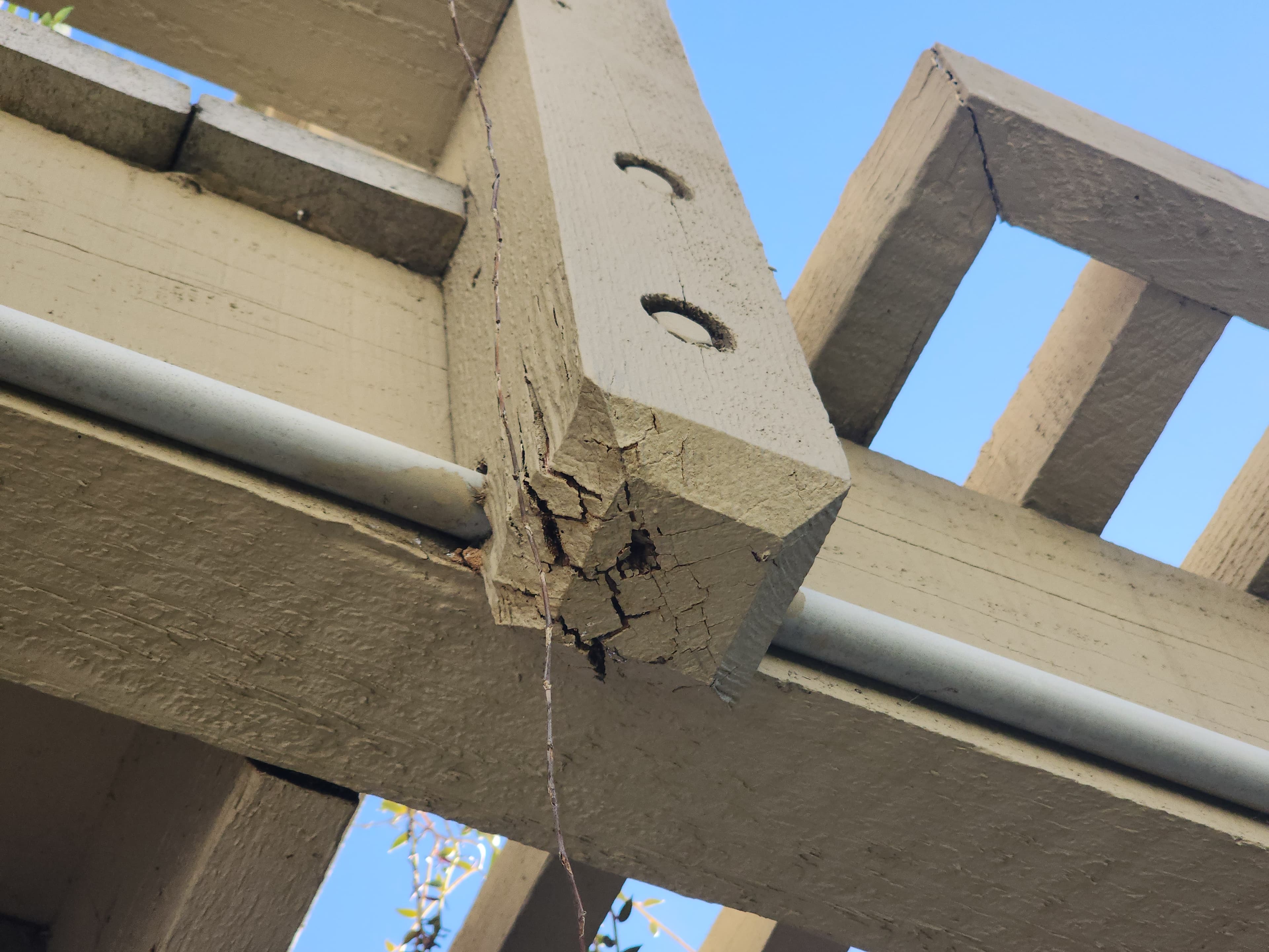 Drywood termite damage in a window frame documented during a Trident inspection