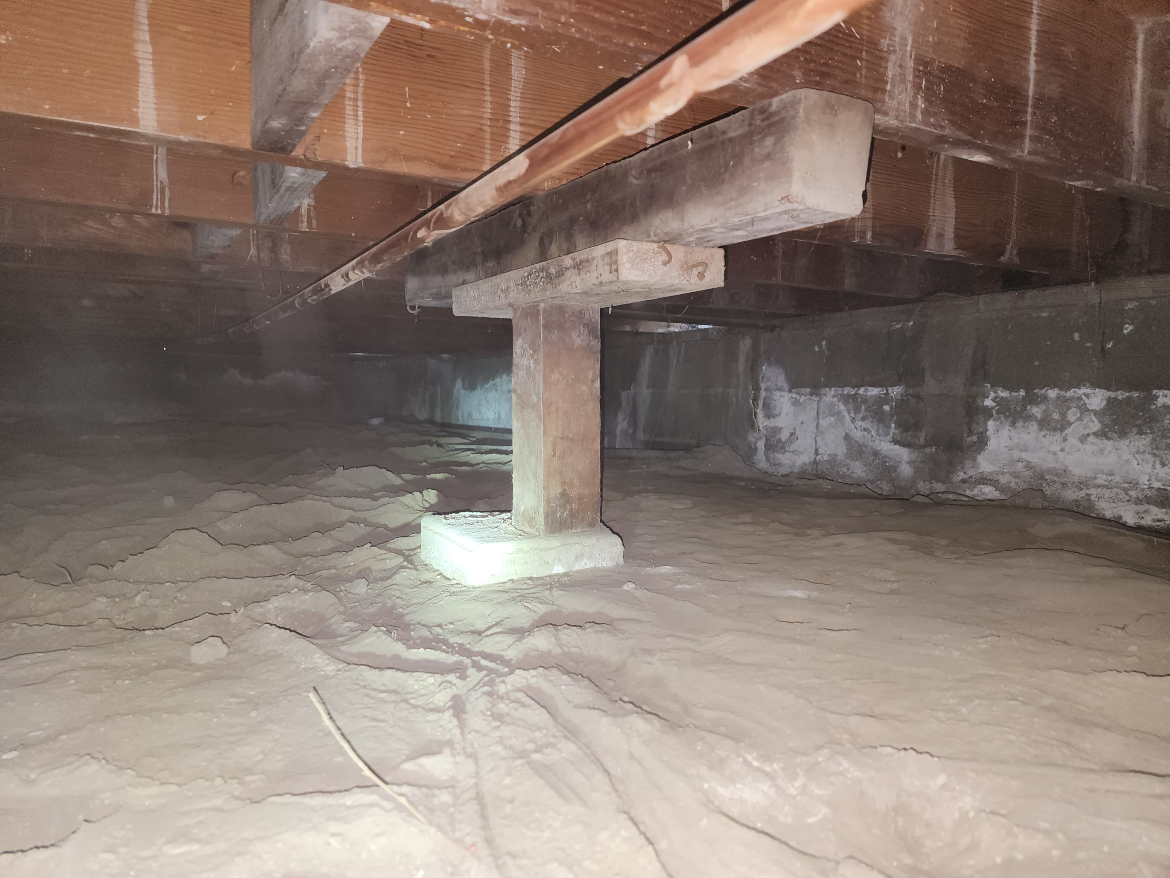Drywood termite damage in wood members documented during a Trident inspection