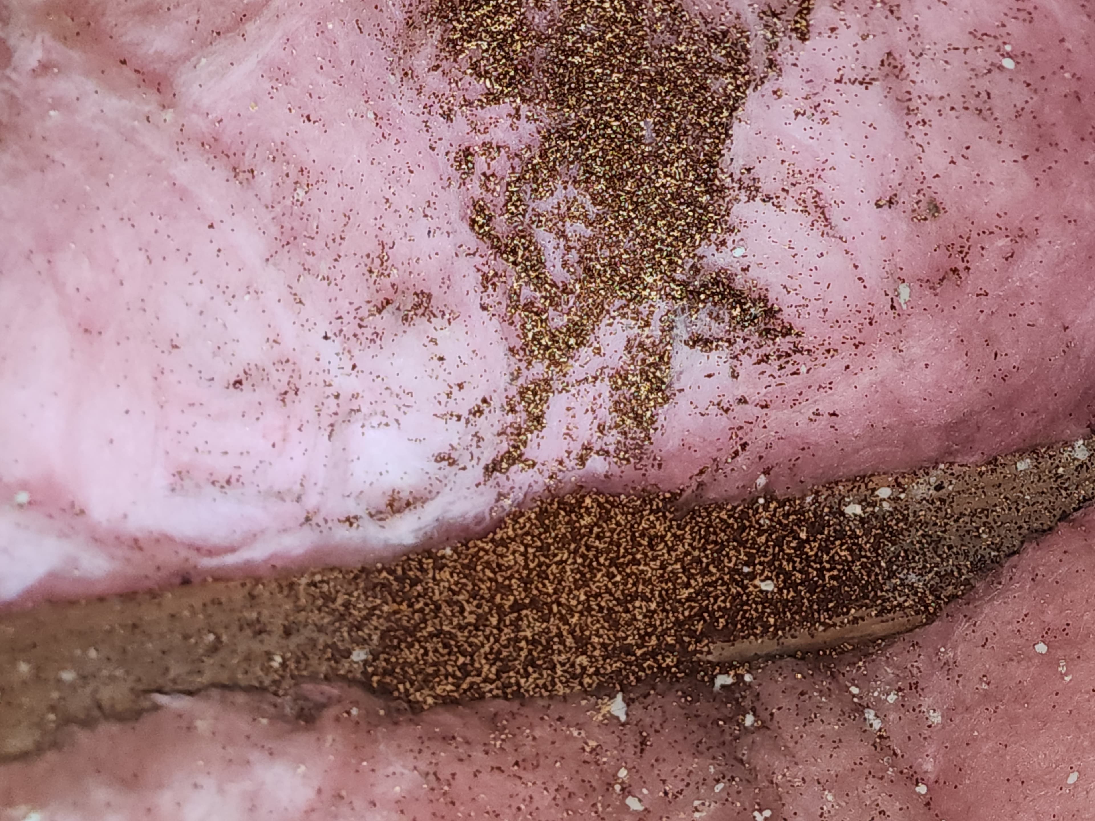 Drywood termite damage in wood members documented during a Trident inspection