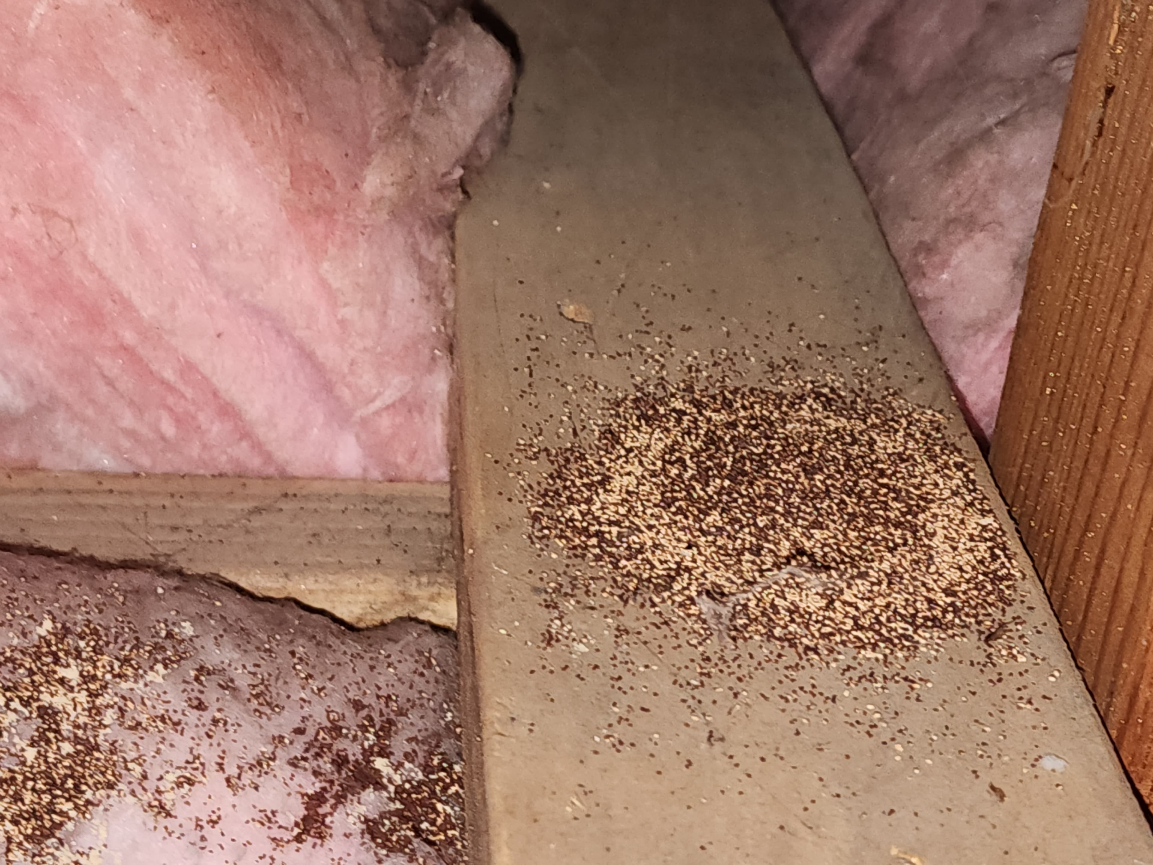 Drywood termite damage in wood members documented during a Trident inspection