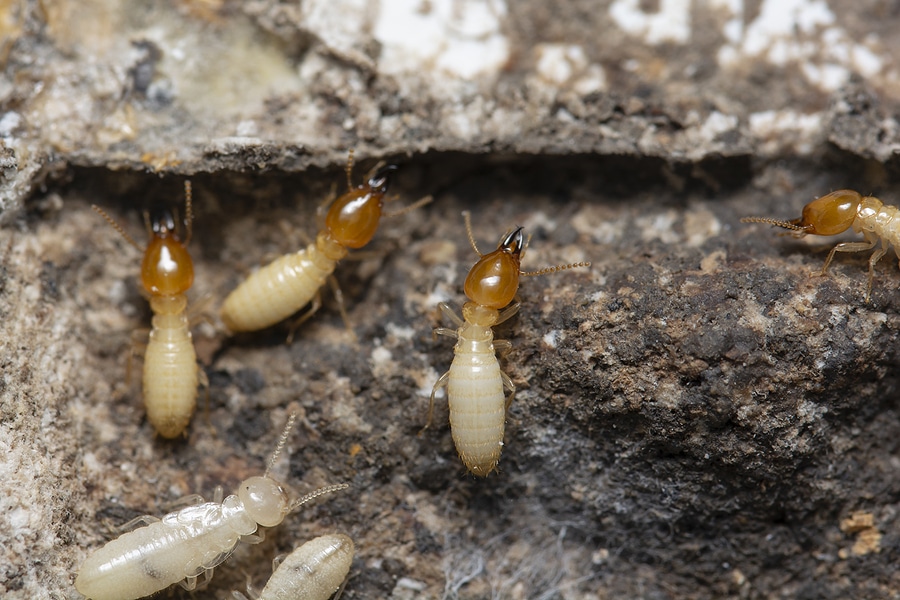 4 Signs Your Home Might Need a Termite Inspection